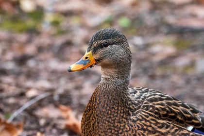 澳门皇冠体彩的历史发展与未来趋势分析