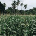 118开奖资料最新开奖号码与走势分析 c43b009