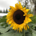 118开奖结果丨最新开奖号码及走势分析 l5r8328y