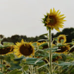 118手看开奖:揭秘中奖号码背后的规律 nu564t8z