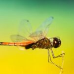 118开奖现场95期最新开奖结果全程回顾 soqso036v