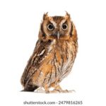 2U23直播:青春风暴,热血赛场实时对决 uojfm7qw